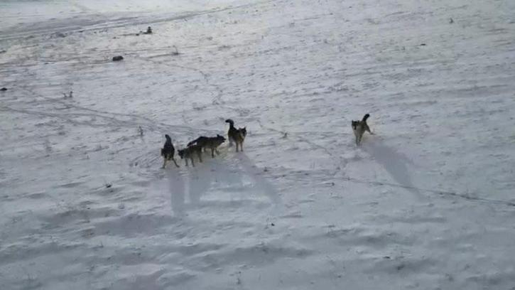 Doğada gezinen kurt sürüsü dron ile görüntülendi