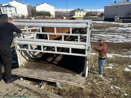 Karlıova’da başıboş binek hayvanları toplatılıyor
