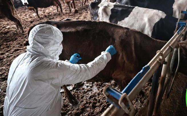 Bolu’da 1 aylık şap karantinası sona erdi