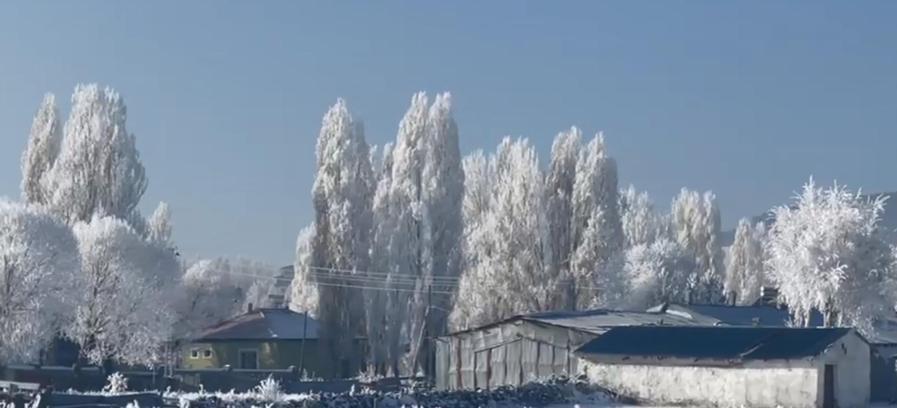 Ardahan'ın Göle ilçesi, eksi 20'yi gördü; ağaçlar kırağı tuttu