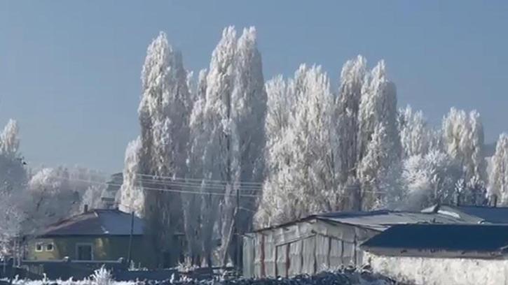 Ardahan'ın Göle ilçesi, eksi 20'yi gördü; ağaçlar kırağı tuttu