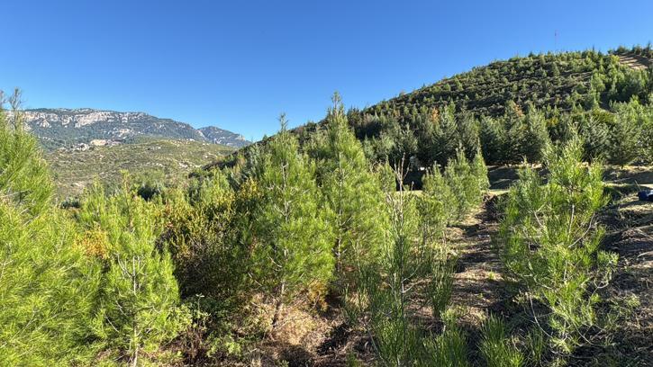 Dalaman'da yanan alanlar tekrar yeşerdi / Ek fotoğraflar