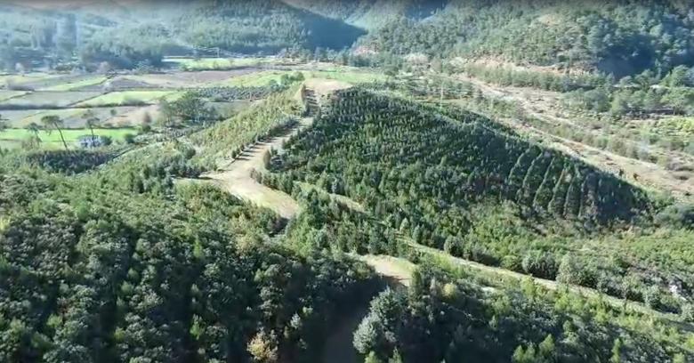 Dalaman'da yanan alanlar tekrar yeşerdi