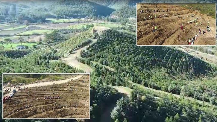 Dalaman'da yanan alanlar tekrar yeşerdi