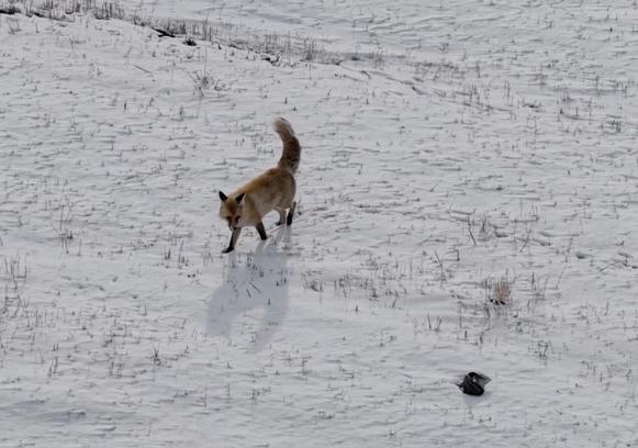 Dron sesinden tedirgin olan kızıl tilki, yuvasını terk etmedi