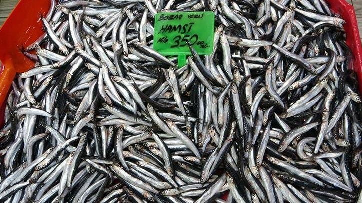 Karadeniz'deki av baskısı hamsi popülasyonunu göçe zorladı