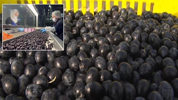 65 ülkeye ihraç edilen Türk zeytini, zeytinyağlı çikolata ve kozmetik ürünlerle de raflarda yer alacak