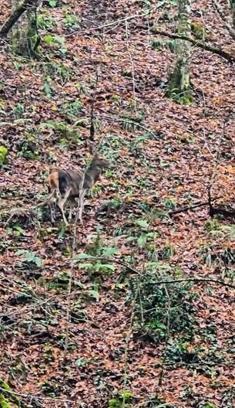Yedigöller'de ormanda gezinen geyikler kamerada