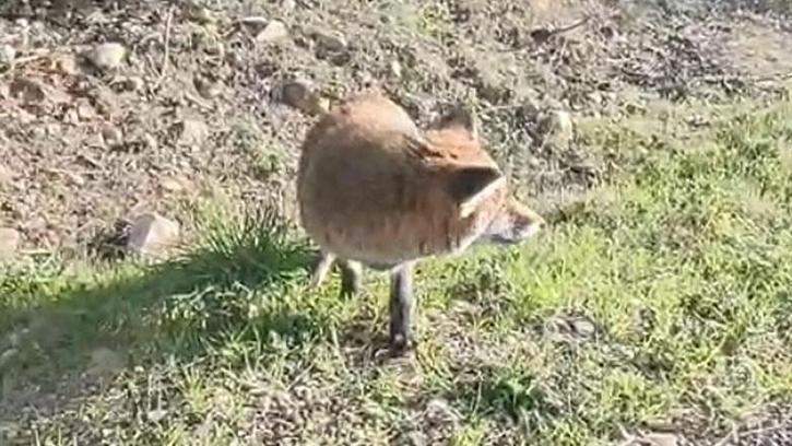 Tilkiyi eliyle besledi