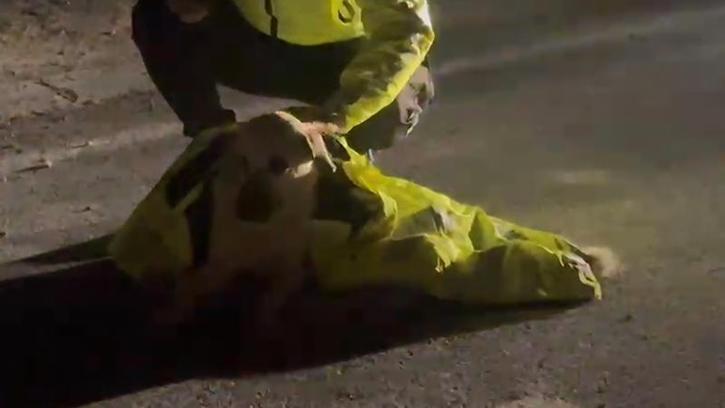 Polis, yaralı köpeğin üstünü kendi montuyla örttü