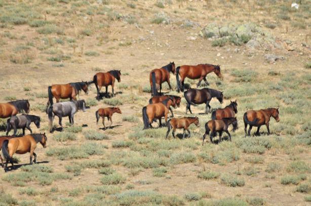 Emirdağları'nda yılkı atlarının sayısı arttı
