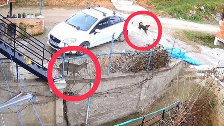 Ordu’da sokak köpeklerinin saldırdığı karaca öldü