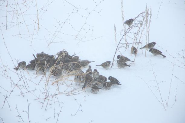 Bitlis’te kar nedeniyle 290 köy yolu ulaşıma kapandı (3)
