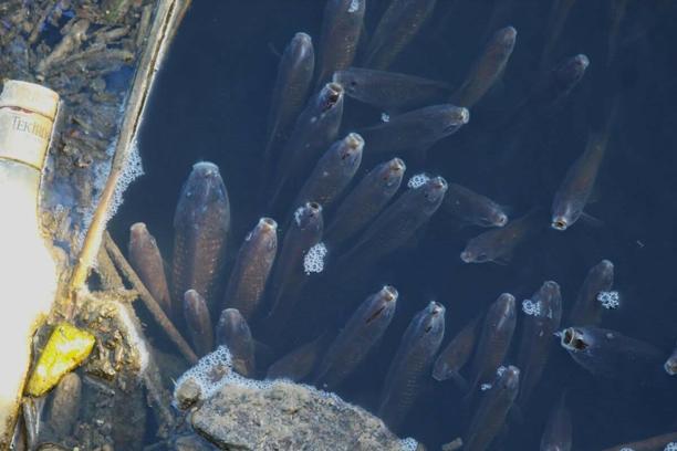 Büyük Menderes nehri kirlilik nedeniyle yine siyaha büründü