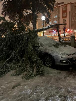 Hastanenin acil servisi önündeki ağacın yarısı koparak devrildi