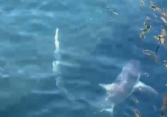 Ağlarına takılan 2 köpek balığını doğal ortamına bıraktılar