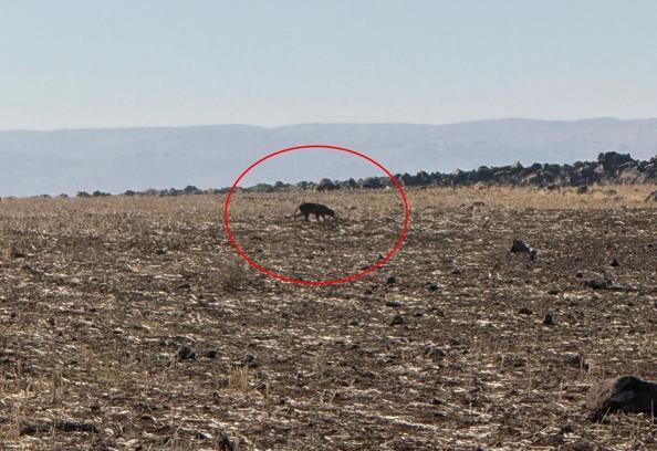 Anadolu parsı, bu kez Şırnak'ta görüntülendi