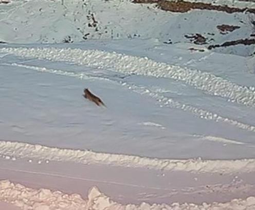 Köye inen vaşaklar, kurtlar tarafından kovalandı