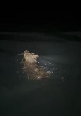 Denizde yüzen yaban domuzu görüntülendi