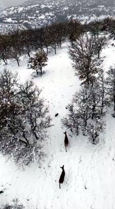 Karla kaplı ormanda gezen karacalar dron kamerasında