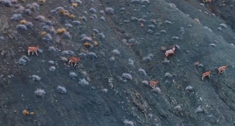Giresun’un dağlarındaki yaban keçileri mercek altında