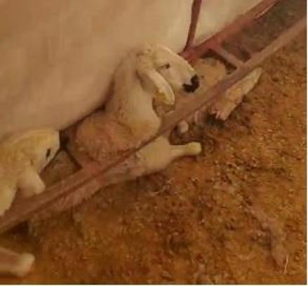 Üzerinde kar biriken çadır çöktü, 3 küçükbaş öldü
