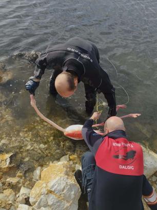 İpe dolanan flamingoyu itfaiye dalgıçları kurtardı