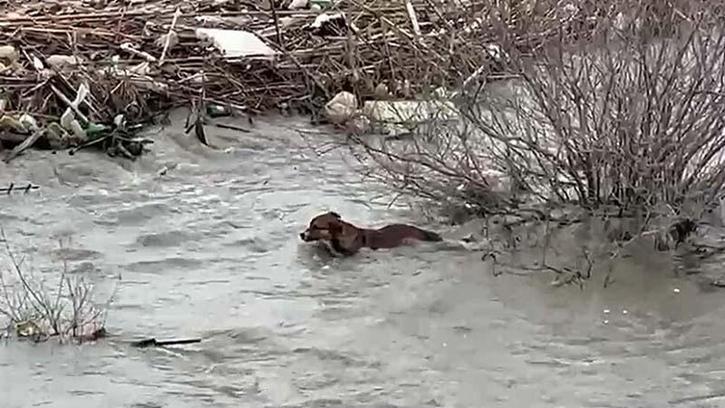 Köprüden nehre düşen sokak köpeği, yüzerek kıyıya ulaştı