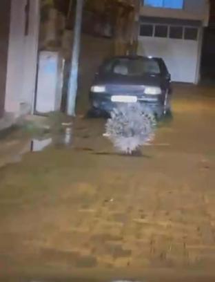 Aydın'da nesli tükenme altındaki oklu kirpi görüldü
