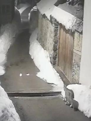 Köyde kedi avlayan vaşak kamerada