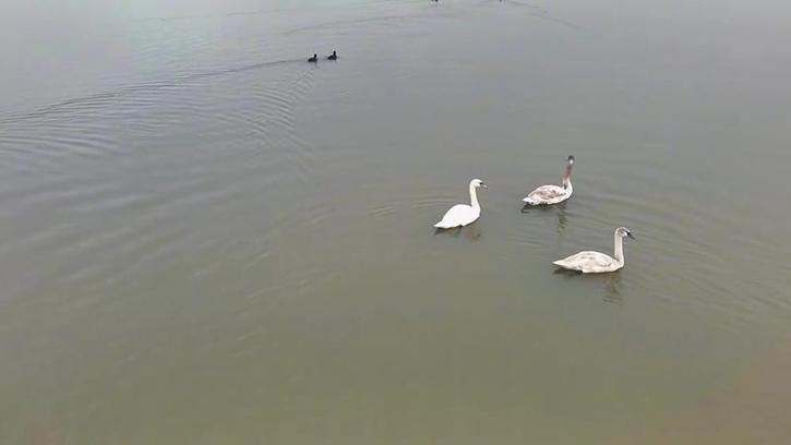 Göç yolundaki 3 kuğu, Efteni Gölü'nde