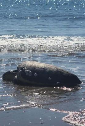 Çanakkale’de karaya vuran caretta caretta kurtarıldı