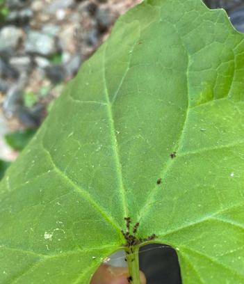 Kaz Dağları'nda yeni bir böcek türü keşfedildi