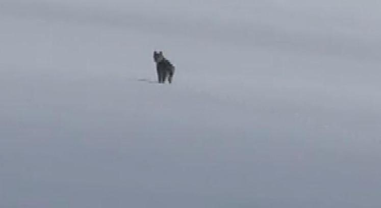 Süphan Dağı eteklerinde nesli tehlike altındaki vaşak görüntülendi