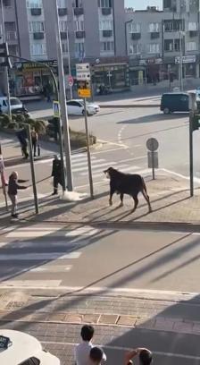 Bursa’da çiftlikten kaçan boğa sürücülere zor anlar yaşattı