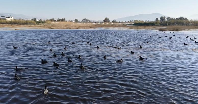 Baharın gelişiyle Milleyha canlandı