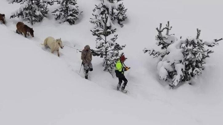 Karda mahsur kalan hayvanları köyün gençleri kurtardı