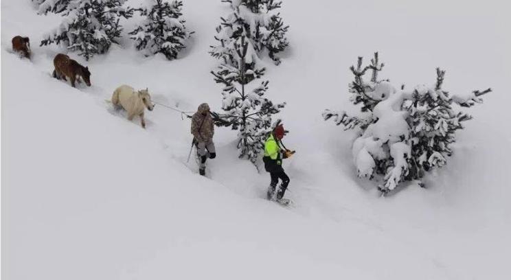 Karda mahsur kalan hayvanları köyün gençleri kurtardı