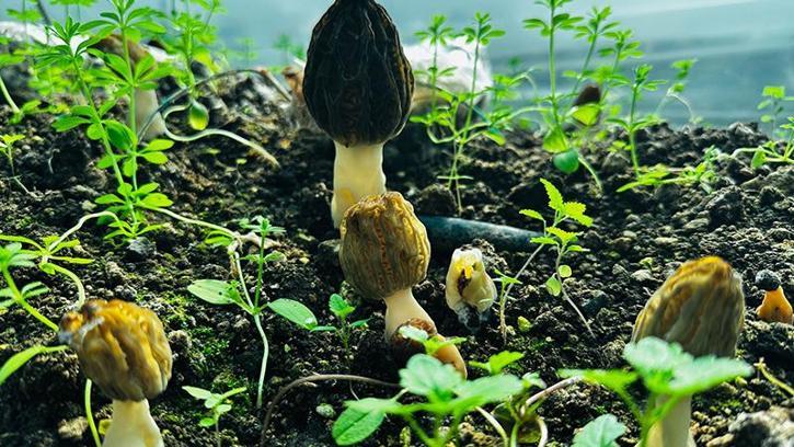 Mersin'de çiftçiler kilosu 5 bin TL'ye satılan kuzugöbeği mantarı üretimini öğrenecek