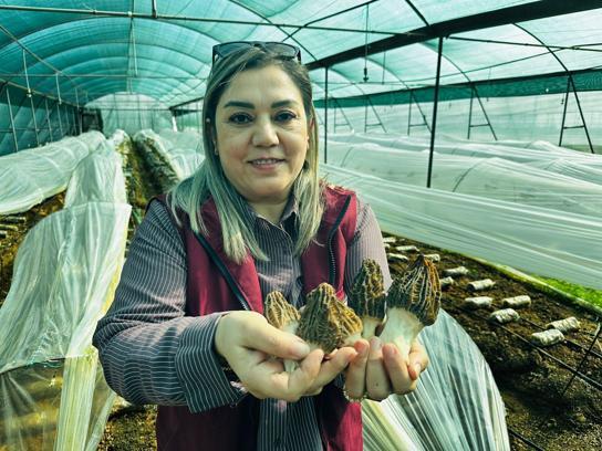 Mersin'de çiftçiler kilosu 5 bin TL'ye satılan kuzugöbeği mantarı üretimini öğrenecek