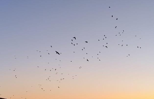 Karga ve sığırcıklar, gökyüzünde görsel şölen oluşturdu