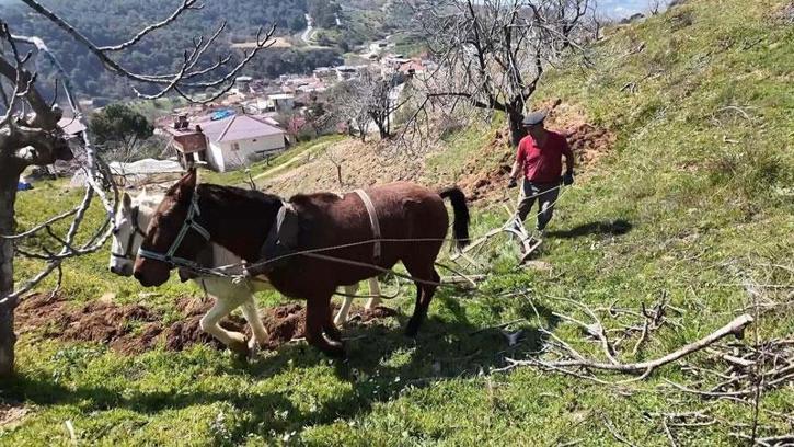 Aydın'da günlük 8 bin TL'ye at ile çift sürecek işçi bulunamıyor