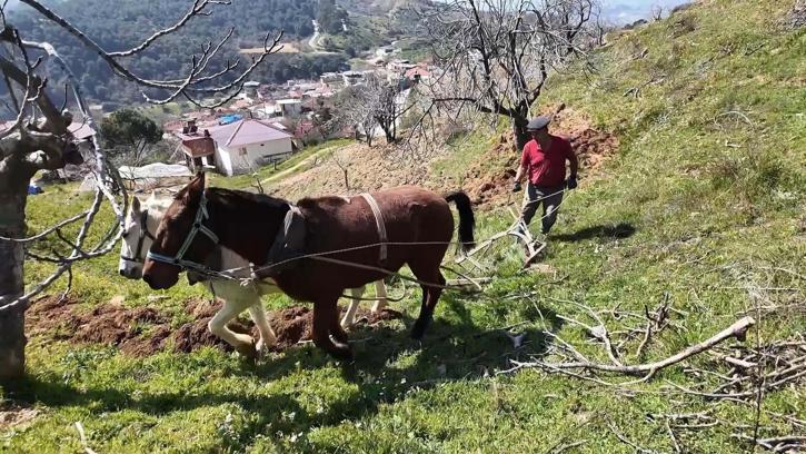 Aydın'da günlük 8 bin TL'ye at ile çift sürecek işçi bulunamıyor