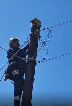 Elektrik direğinde mahsur kalan kediyi ekipler kurtardı