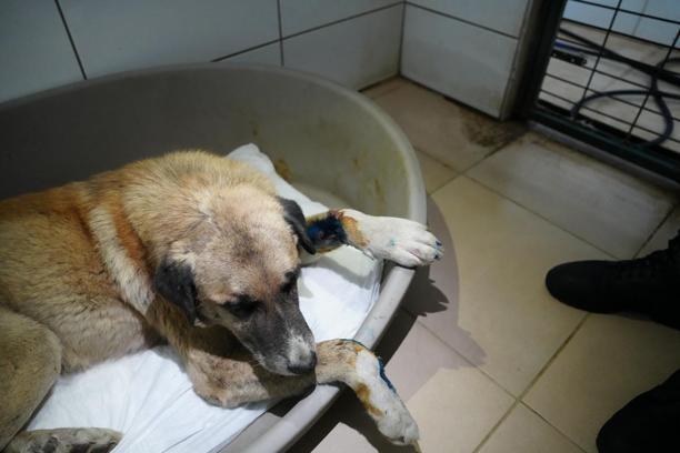 Köpeğin üzerinden otomobiliyle geçip, sürükleyen sürücüye adli kontrol/Ek fotoğraflar