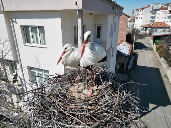 Leyleklerin 40 yıllık yuvası yıkıldı, onlar gelmeden yenisini yerleştirdi