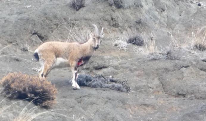 Yaralı dağ keçisini görüntüleyen aile hekimi: Tetiğe değil, deklanşöre basalım
