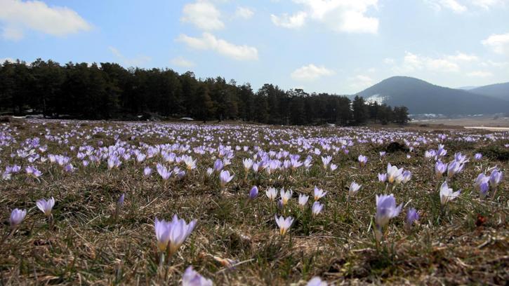 Yaylalar, baharın habercisi çiğdem çiçekleri ile renklendi