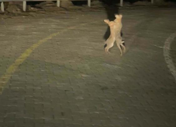 Tavşanların kavgası kamerada