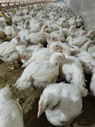 Tarsus’ta tavuk çiftliğinde kuş gribi çıktı